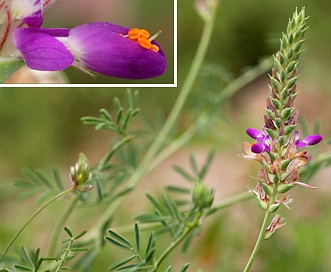 Dalea pogonathera