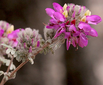 Dalea pulchra