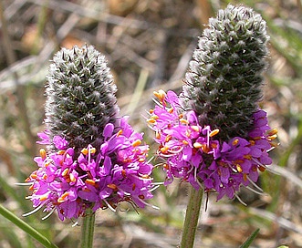 Dalea purpurea