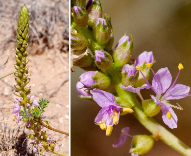 Dalea scariosa