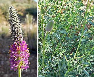 Dalea searlsiae