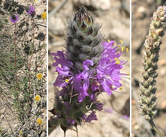 Dalea tenuifolia