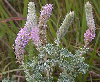 Dalea villosa