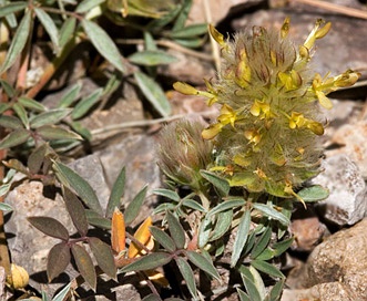 Dalea wrightii