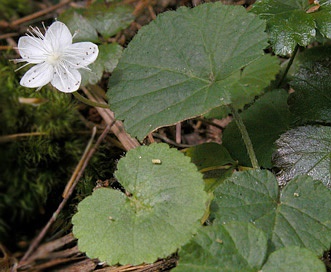 Dalibarda repens