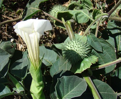 Datura innoxia