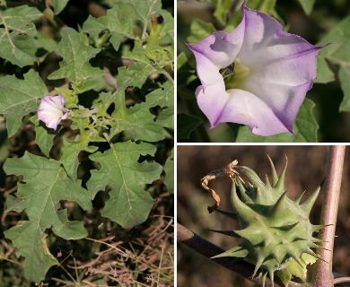 Datura quercifolia