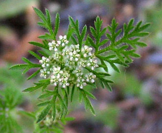 Daucus pusillus