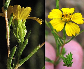 Deinandra fasciculata