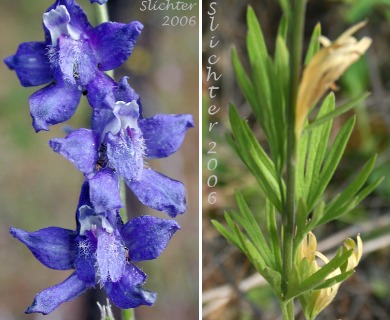 Delphinium X burkei