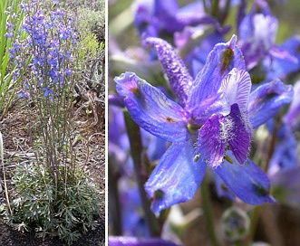 Delphinium andersonii