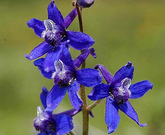 Delphinium barbeyi