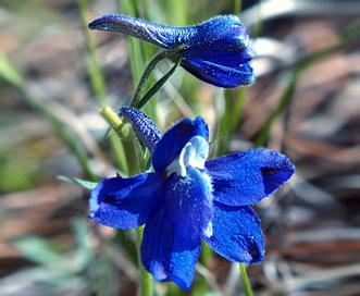 Delphinium bicolor