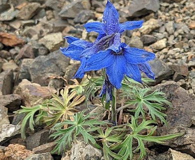 Delphinium brachycentrum