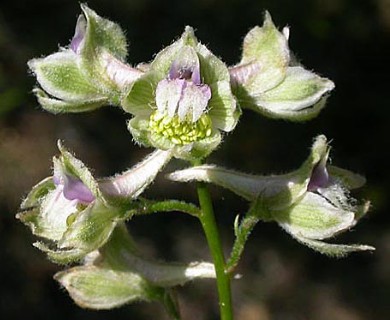 Delphinium californicum