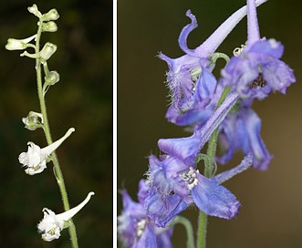 Delphinium carolinianum