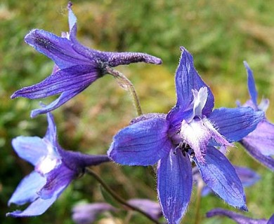 Delphinium chamissonis