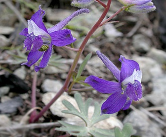 Delphinium decorum