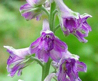 Delphinium geraniifolium