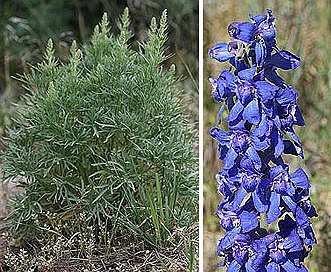 Delphinium geyeri