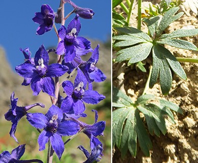 Delphinium glareosum