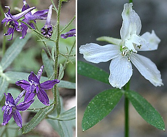 Delphinium gracilentum