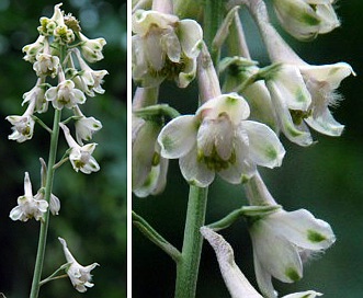 Delphinium hansenii