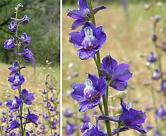 Delphinium hesperium