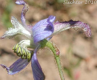 Delphinium lineapetalum