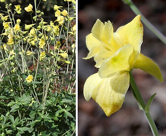 Delphinium luteum