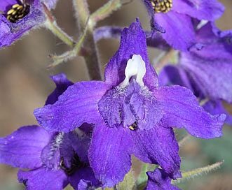 Delphinium menziesii