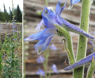 Delphinium multiplex