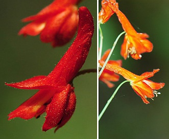 Delphinium nudicaule