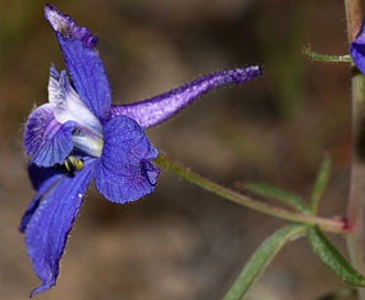 Delphinium nuttallianum