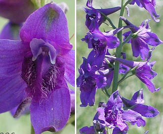 Delphinium nuttallii