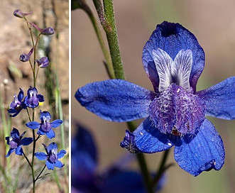 Delphinium parryi