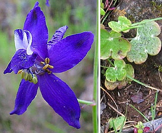 Delphinium patens