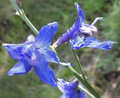 Delphinium ramosum