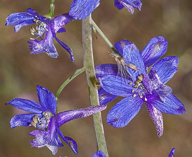 Delphinium umbraculorum