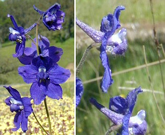 Delphinium variegatum