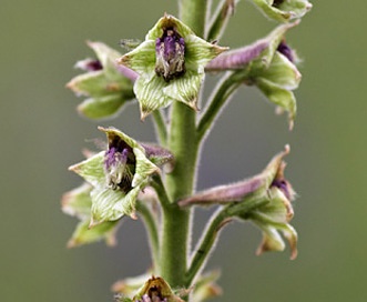 Delphinium viridescens