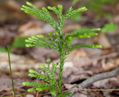 Dendrolycopodium obscurum