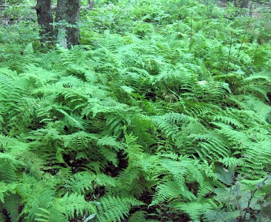 Dennstaedtia punctilobula