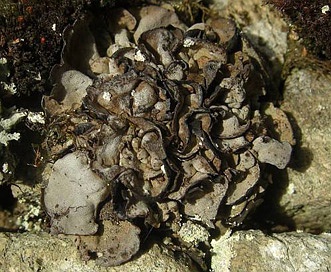 Dermatocarpon reticulatum