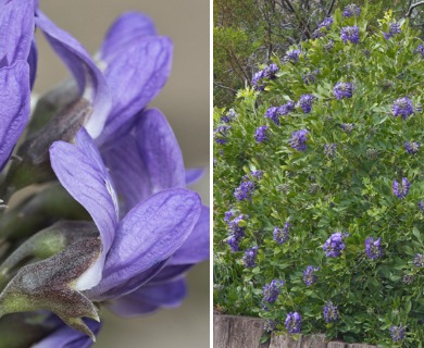 Dermatophyllum secundiflorum