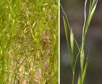 Deschampsia danthonioides