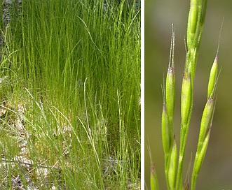 Deschampsia elongata