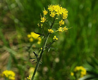 Descurainia longepedicellata