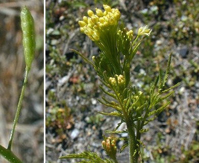 Descurainia pinnata