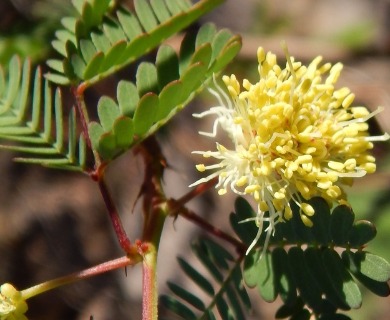 Desmanthus covillei